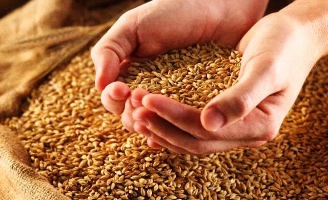 Россия может выращивать до 150 миллионов тонн зерна в год